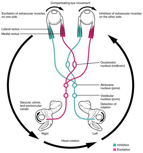 vestibulo ocular reflex|More.